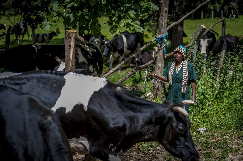 A resident of Desta Mender herds cows for the dairy farm on the grounds of the home for patients who have had diversion surgery or have to wear a bag. (Photo by Mary F. Calvert)
